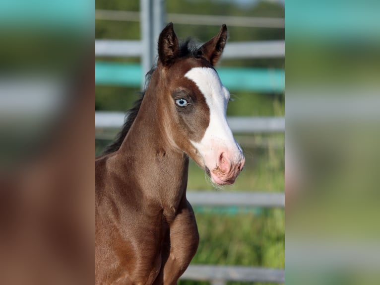 American Quarter Horse Stallion Foal (05/2025) 14,2 hh Bay-Dark in Hellenthal
