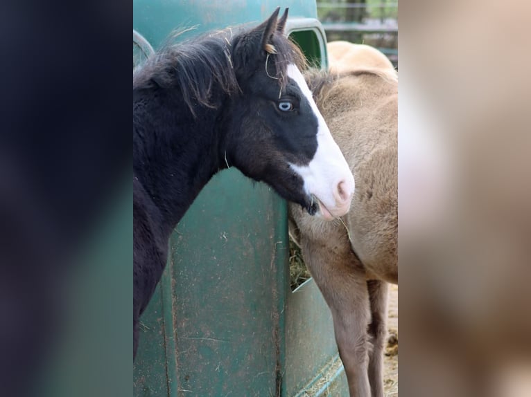 American Quarter Horse Stallion Foal (05/2025) 14,2 hh Bay-Dark in Hellenthal