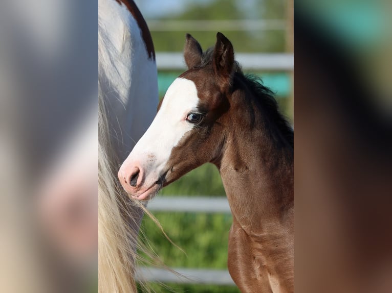 American Quarter Horse Stallion Foal (05/2025) 14,2 hh Bay-Dark in Hellenthal