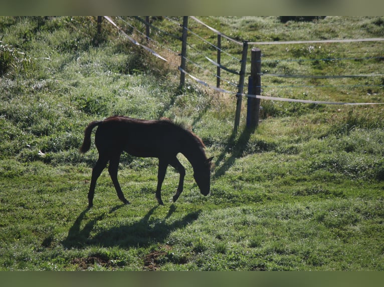 American Quarter Horse Stallion Foal (04/2025) 14,2 hh Black in Kirchberg im Wald American Quarter Horse Stallion Foal (04/2025) 14,2 hh Black in Kirchberg im Wald