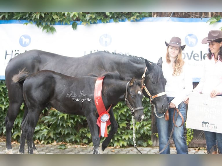 American Quarter Horse Stallion Foal (04/2025) 14,2 hh Black in Kirchberg im Wald American Quarter Horse Stallion Foal (04/2025) 14,2 hh Black in Kirchberg im Wald
