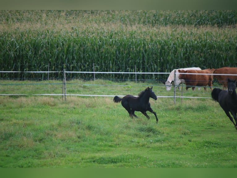 American Quarter Horse Stallion Foal (04/2025) 14,2 hh Black in Kirchberg im Wald American Quarter Horse Stallion Foal (04/2025) 14,2 hh Black in Kirchberg im Wald