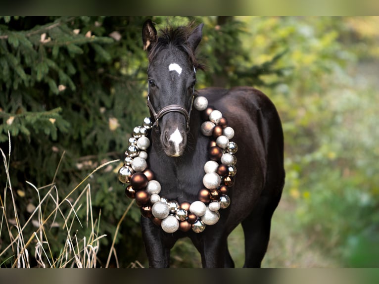 American Quarter Horse Stallion Foal (04/2025) 14,2 hh Black in Kirchberg im Wald American Quarter Horse Stallion Foal (04/2025) 14,2 hh Black in Kirchberg im Wald