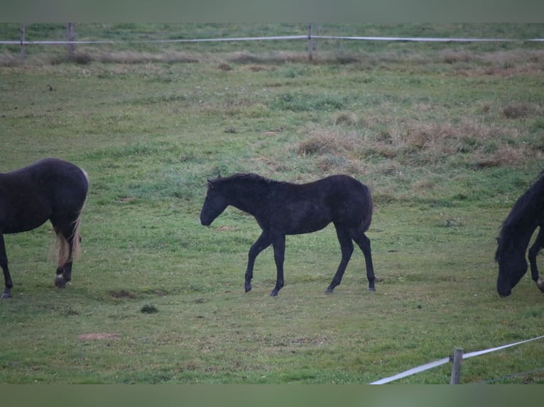 American Quarter Horse Stallion Foal (04/2025) 14,2 hh Black in Kirchberg im Wald American Quarter Horse Stallion Foal (04/2025) 14,2 hh Black in Kirchberg im Wald