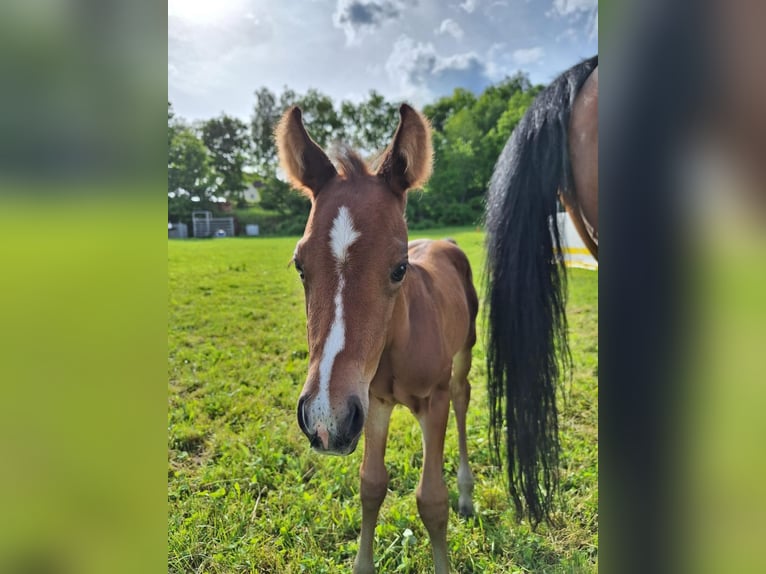 American Quarter Horse Stallion Foal (05/2025) 14,2 hh Brown in Oberkappel