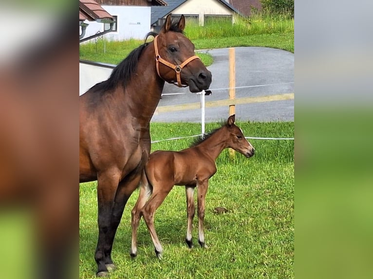American Quarter Horse Stallion Foal (05/2025) 14,2 hh Brown in Oberkappel