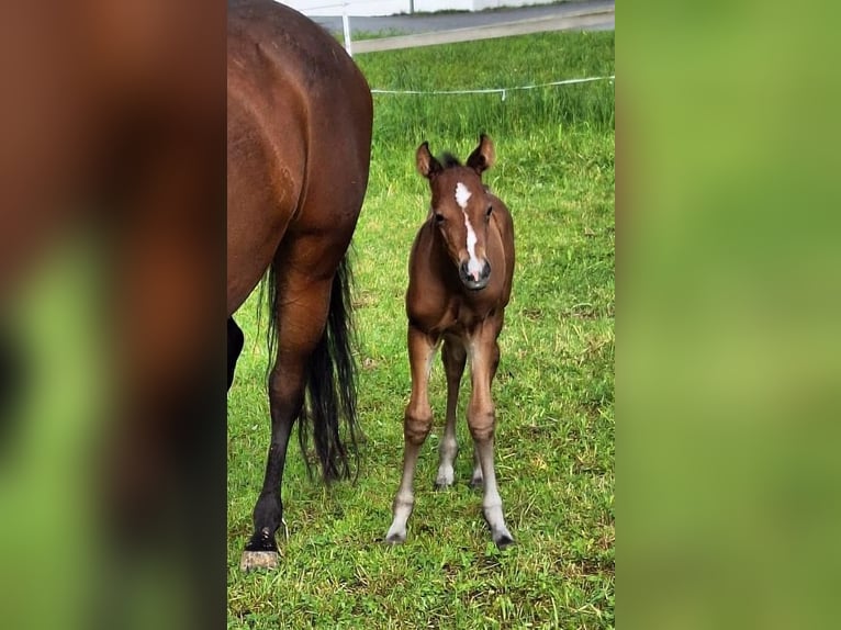 American Quarter Horse Stallion Foal (05/2025) 14,2 hh Brown in Oberkappel