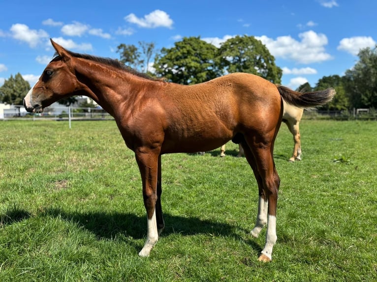 American Quarter Horse Stallion Foal (01/2025) 14,2 hh Brown in B&#xFC;nde