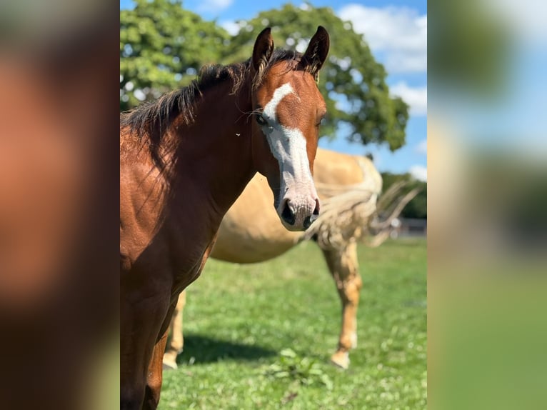 American Quarter Horse Stallion Foal (01/2025) 14,2 hh Brown in B&#xFC;nde