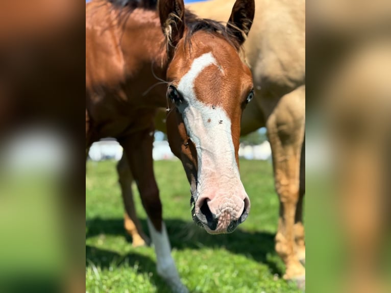 American Quarter Horse Stallion Foal (01/2025) 14,2 hh Brown in B&#xFC;nde