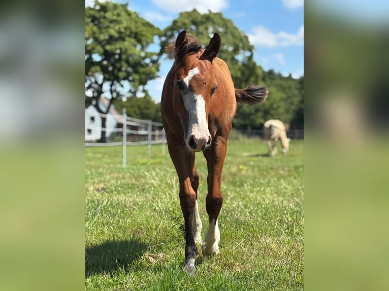 American Quarter Horse Stallion Foal (01/2025) 14,2 hh Brown in B&#xFC;nde