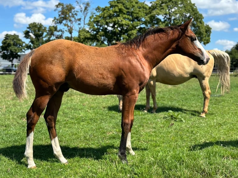 American Quarter Horse Stallion Foal (01/2025) 14,2 hh Brown in B&#xFC;nde