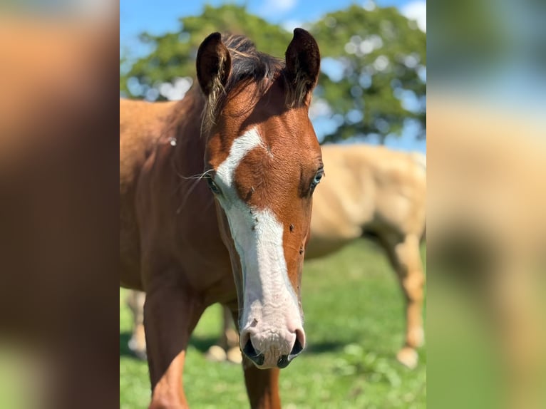 American Quarter Horse Stallion Foal (01/2025) 14,2 hh Brown in B&#xFC;nde