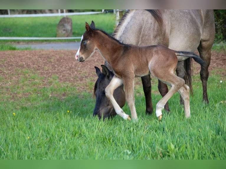 American Quarter Horse Stallion Foal (04/2026) 14,2 hh Brown in Breitenbach