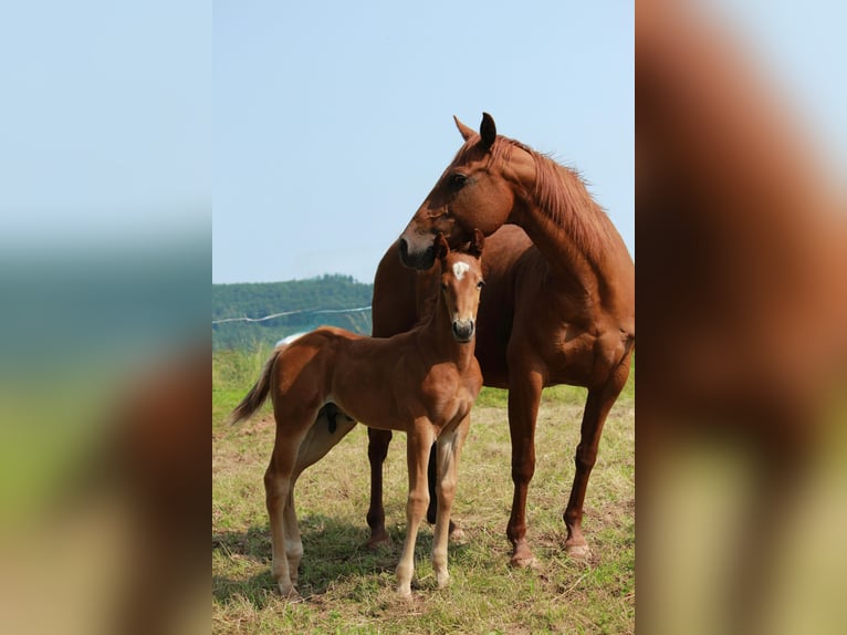American Quarter Horse Stallion Foal (05/2025) 14,2 hh Chestnut-Red in Steinen
