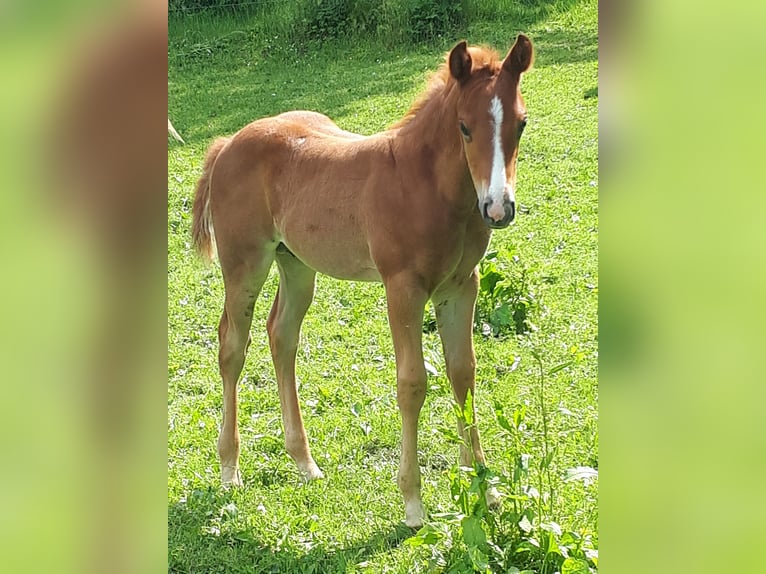 American Quarter Horse Stallion  14,2 hh Chestnut-Red in Gieboldehausen