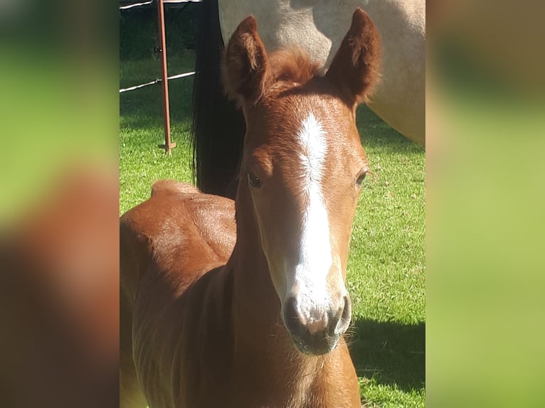 American Quarter Horse Stallion  14,2 hh Chestnut-Red in Gieboldehausen