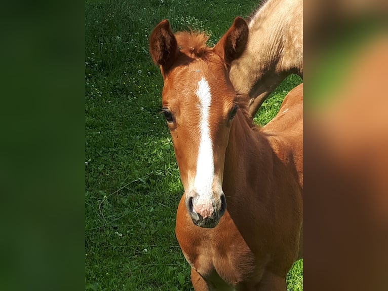 American Quarter Horse Stallion  14,2 hh Chestnut-Red in Gieboldehausen