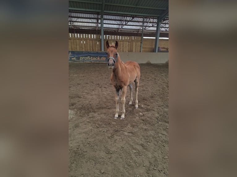 American Quarter Horse Stallion Foal (05/2025) 14,2 hh Chestnut-Red in Hunsr&#xFC;ck