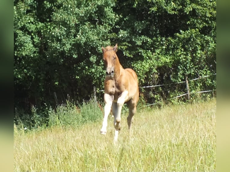 American Quarter Horse Stallion Foal (05/2025) 14,2 hh Chestnut-Red in Hunsr&#xFC;ck