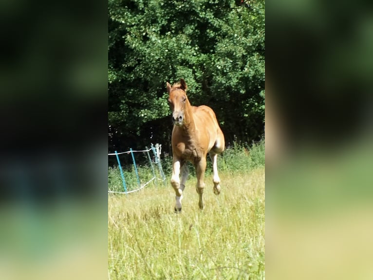 American Quarter Horse Stallion Foal (05/2025) 14,2 hh Chestnut-Red in Hunsr&#xFC;ck