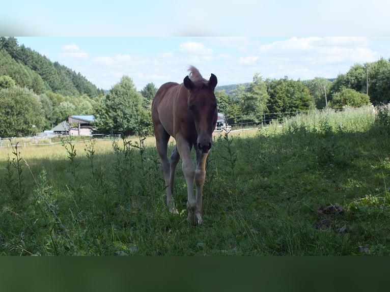 American Quarter Horse Stallion Foal (05/2025) 14,2 hh Chestnut-Red in Hunsr&#xFC;ck