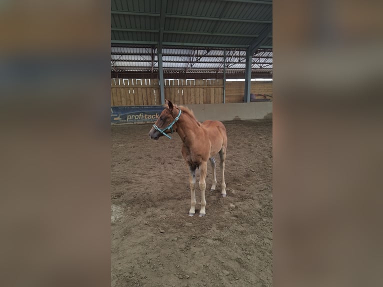 American Quarter Horse Stallion Foal (05/2025) 14,2 hh Chestnut-Red in Hunsr&#xFC;ck