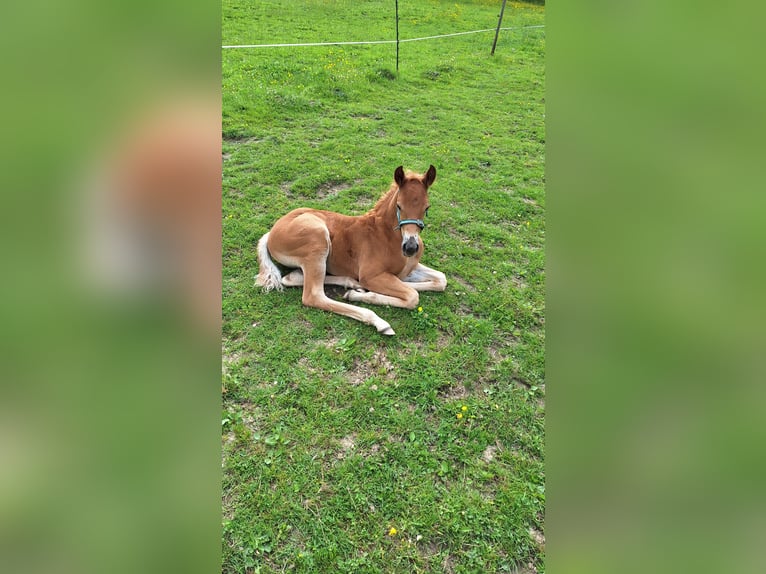 American Quarter Horse Stallion  14,2 hh Chestnut-Red in Hunsr&#xFC;ck