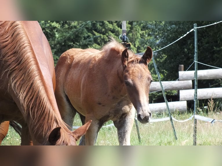 American Quarter Horse Stallion Foal (05/2025) 14,2 hh Chestnut-Red in Hunsr&#xFC;ck
