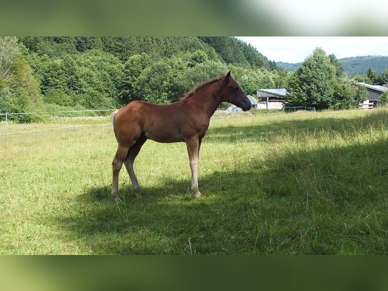 American Quarter Horse Stallion Foal (05/2025) 14,2 hh Chestnut-Red in Hunsr&#xFC;ck