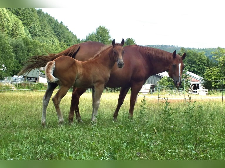 American Quarter Horse Stallion Foal (05/2025) 14,2 hh Chestnut-Red in Hunsr&#xFC;ck