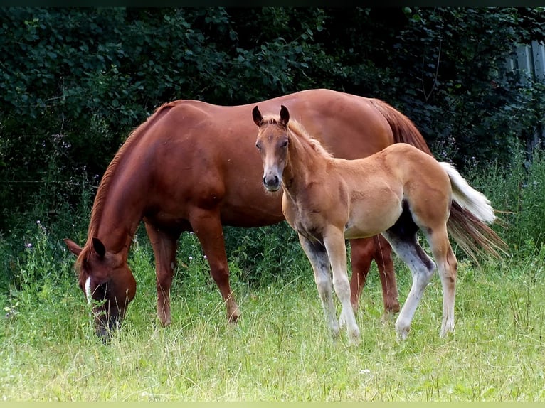 American Quarter Horse Stallion Foal (05/2025) 14,2 hh Chestnut-Red in Hunsr&#xFC;ck