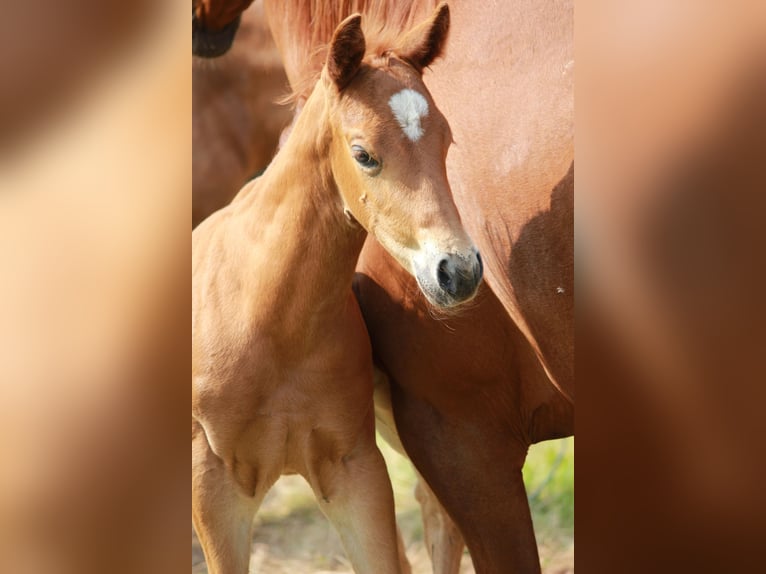 American Quarter Horse Stallion  14,2 hh Chestnut-Red in Steinen