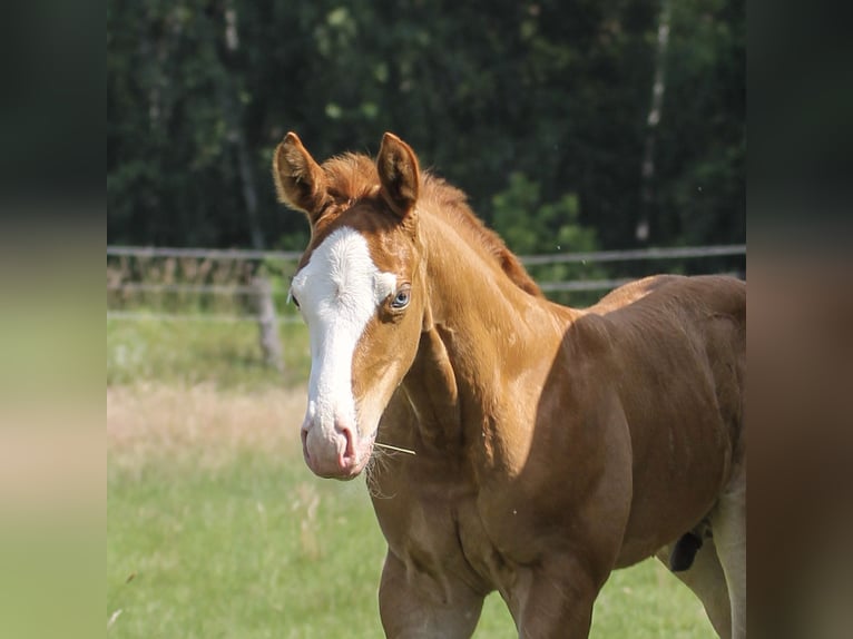 American Quarter Horse Stallion  14,2 hh Chestnut-Red in Celle