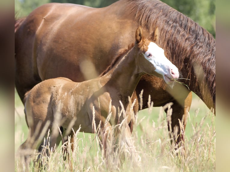 American Quarter Horse Stallion  14,2 hh Chestnut-Red in Celle