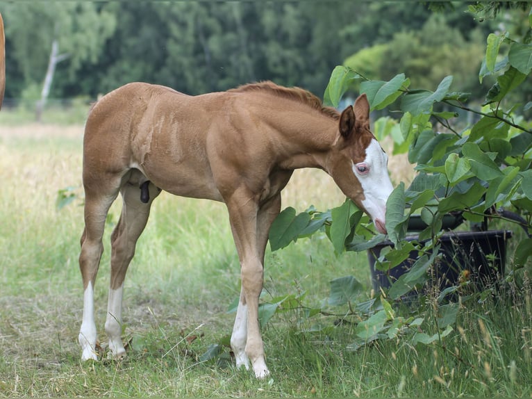 American Quarter Horse Stallion  14,2 hh Chestnut-Red in Celle