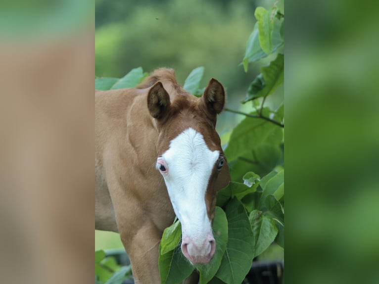 American Quarter Horse Stallion  14,2 hh Chestnut-Red in Celle