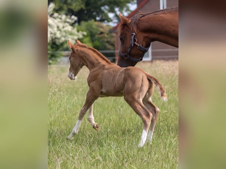 American Quarter Horse Stallion  14,2 hh Chestnut-Red in Celle