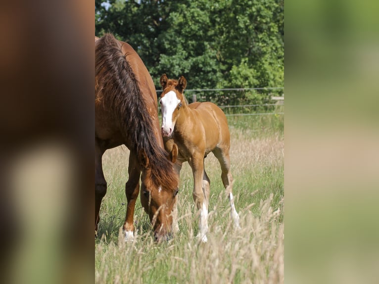 American Quarter Horse Stallion  14,2 hh Chestnut-Red in Celle