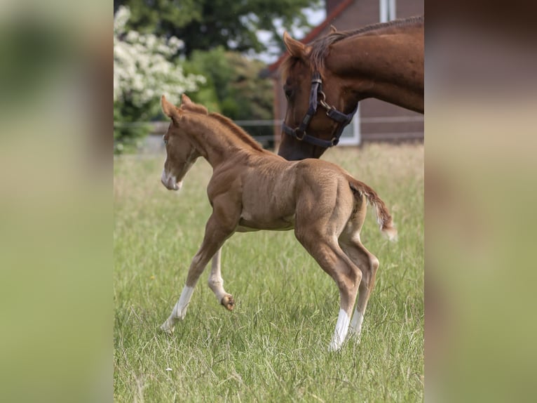 American Quarter Horse Stallion  14,2 hh Chestnut-Red in Celle