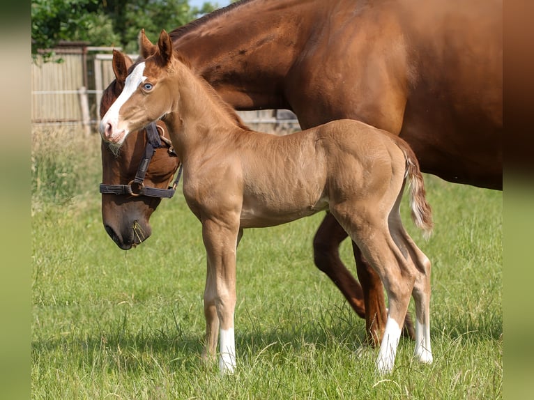 American Quarter Horse Stallion  14,2 hh Chestnut-Red in Celle
