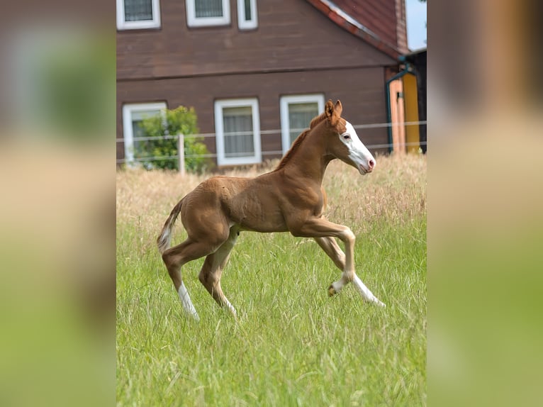American Quarter Horse Stallion  14,2 hh Chestnut-Red in Celle