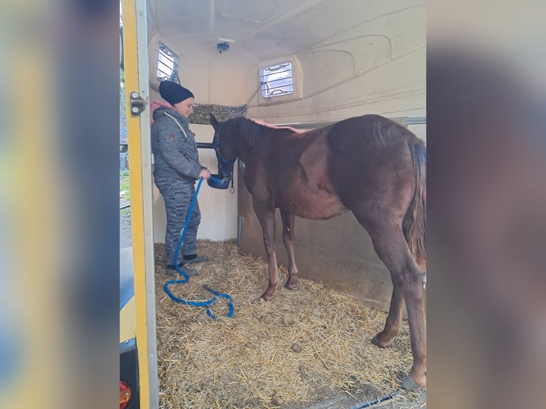 American Quarter Horse Stallion Foal (03/2025) 14,2 hh Chestnut in Steinebrunn