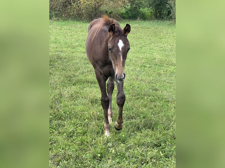 American Quarter Horse Stallion Foal (05/2025) 14,2 hh Chestnut in Bouxwiller
