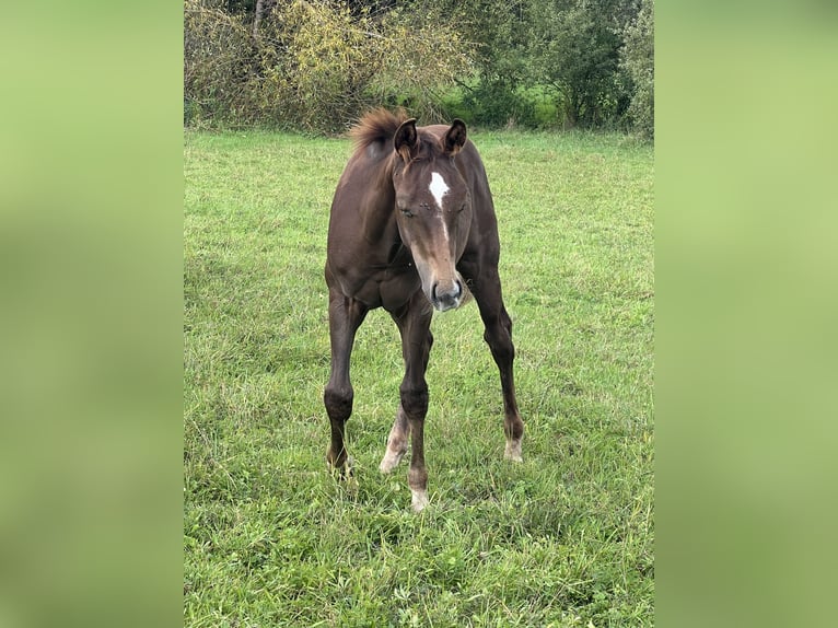 American Quarter Horse Stallion Foal (05/2025) 14,2 hh Chestnut in Bouxwiller