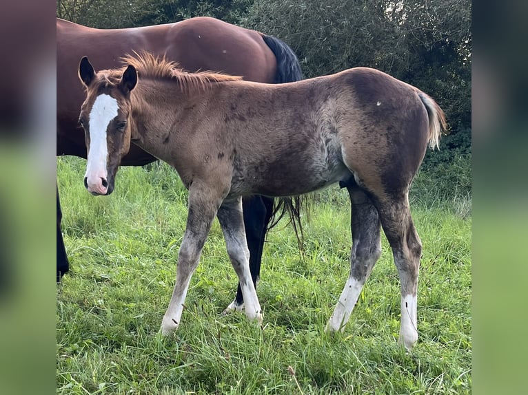 American Quarter Horse Stallion Foal (05/2025) 14,2 hh Chestnut in Bouxwiller