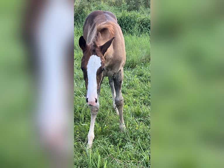 American Quarter Horse Stallion Foal (05/2025) 14,2 hh Chestnut in Bouxwiller