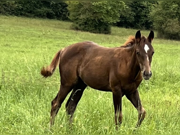 American Quarter Horse Stallion Foal (05/2025) 14,2 hh Chestnut in Bouxwiller