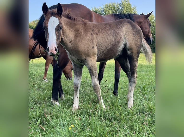 American Quarter Horse Stallion Foal (05/2025) 14,2 hh Chestnut in Bouxwiller