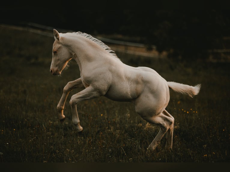 American Quarter Horse Stallion  14,2 hh Cremello in G&#xFC;ssing